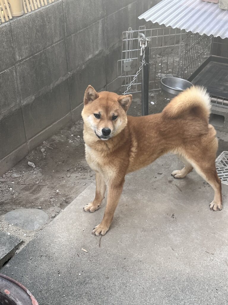 パートナー犬　雄　2025年８月20日生まれ